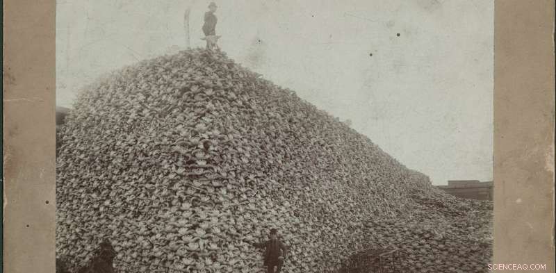 Bison Bones Reveal Deep Cultural and Ecological Connections Between Humans and Wildlife