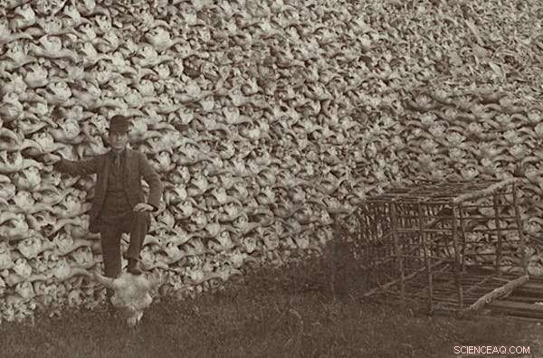 Bison Bones Reveal Deep Cultural and Ecological Connections Between Humans and Wildlife