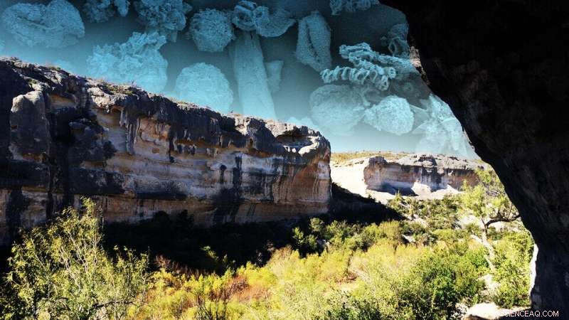 Ancient Mummy s Gut Reveals Early Signs of Hospice Care