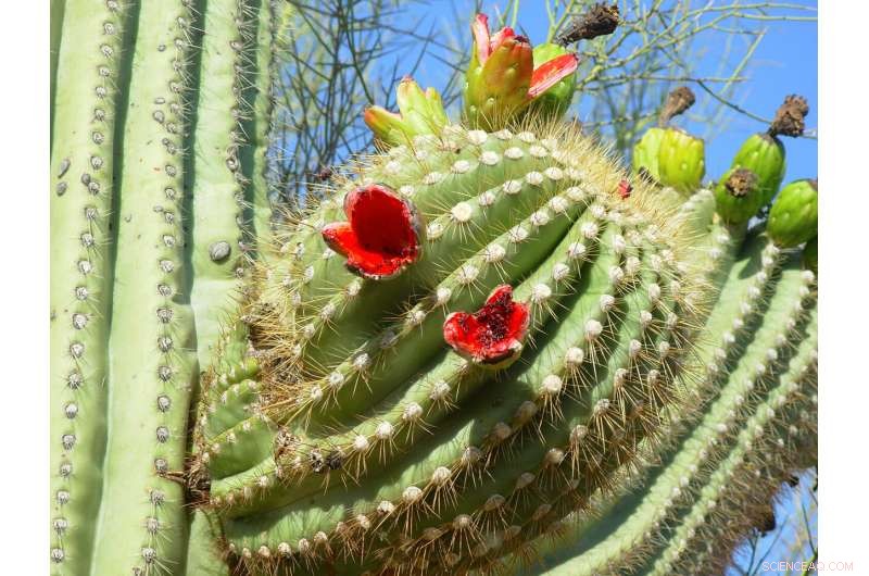 Ancient Mummy s Gut Reveals Early Signs of Hospice Care