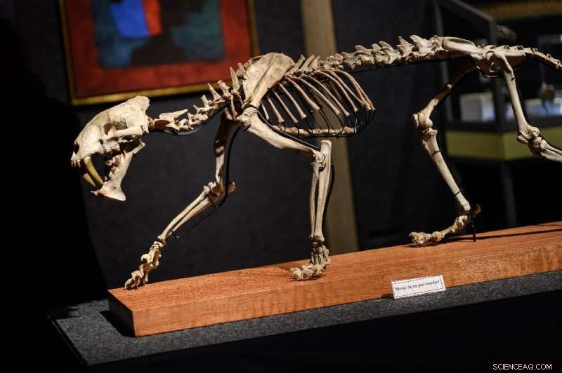 Rare 40-Million-Year-Old Sabre-Toothed Tiger Skeleton Fetches $84,350 at Geneva Auction
