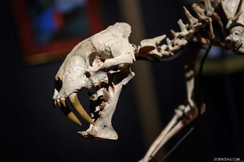 Rare 40-Million-Year-Old Sabre-Toothed Tiger Skeleton Fetches $84,350 at Geneva Auction