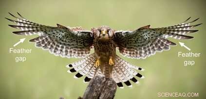 Scientists Discover Earliest Flight-Related Molting Strategy in 150‑Million‑Year‑Old Archaeopteryx