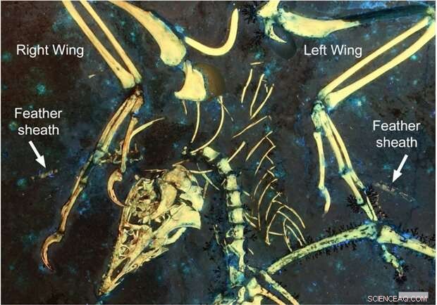 Scientists Discover Earliest Flight-Related Molting Strategy in 150‑Million‑Year‑Old Archaeopteryx