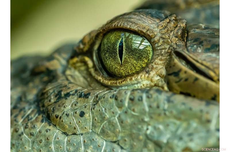 Researchers Unveil 5‑Meter Prehistoric Croc Species in Southeast Queensland