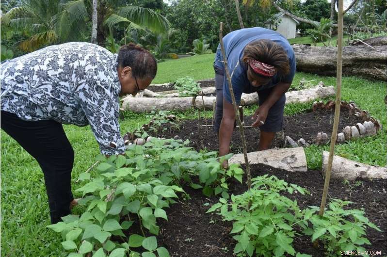 Pacific Islands Strengthen Food Resilience Amid Pandemic Challenges