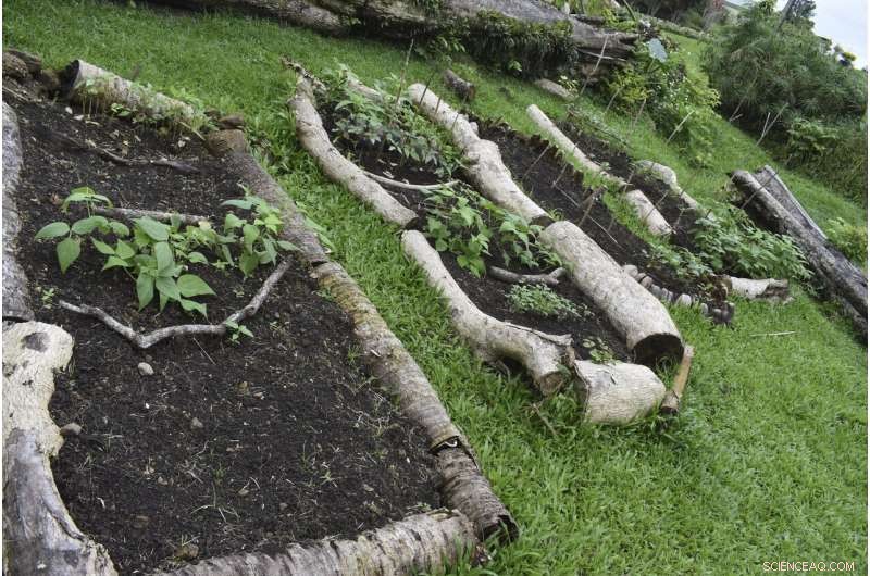 Pacific Islands Strengthen Food Resilience Amid Pandemic Challenges
