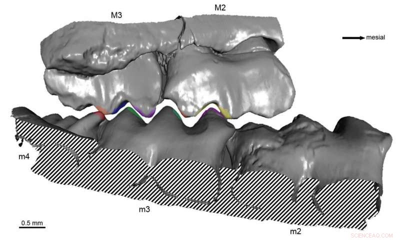 Scientists Reconstruct Precise Chewing Mechanics of an Early Mammal