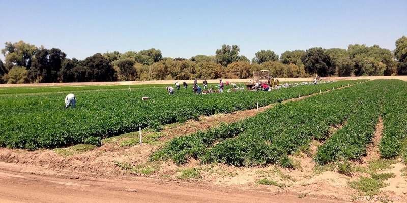 Pandemic Highlights Europe s Reliance on Migrant Labor