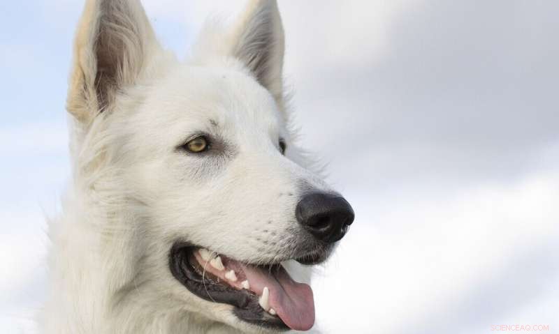 Early Dog Domestication: The Role of Shared Leftover Meat in Human-Wolf Bonding