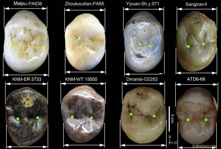 Meipu Teeth Reveal Key Insights into Early Human Settlement of Asia