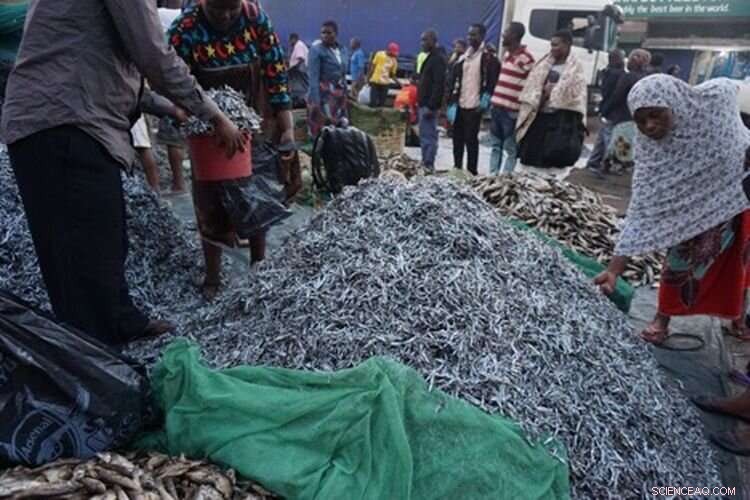 Scientists Urge Global Leaders to Treat Fish as Food, Not Just a Resource, to Combat Hunger