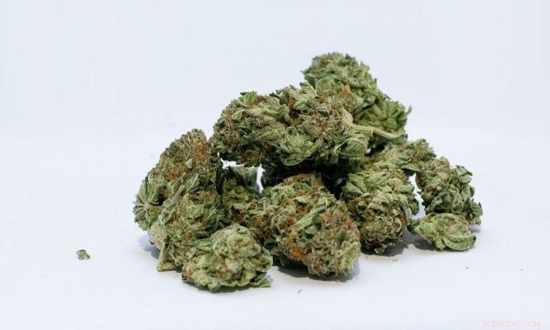 Cannabis Use May Both Enhance and Impede Entrepreneurial Creativity, Study Finds