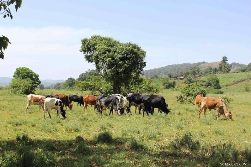 Ancient Proteins Reveal Early Milk Drinking Practices Across Africa