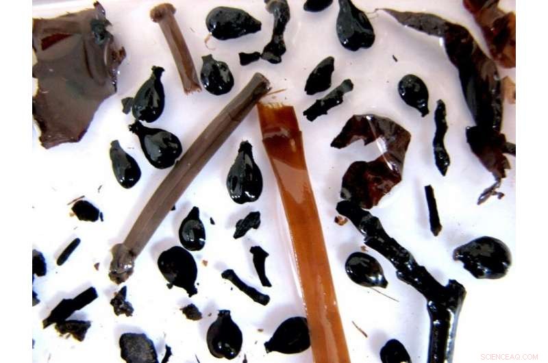 Unveiling the Rich History of Champagne Vineyards