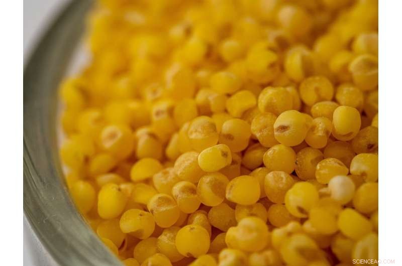 Unveiling the Bronze Age Diet of Switzerland: Foods and Habits