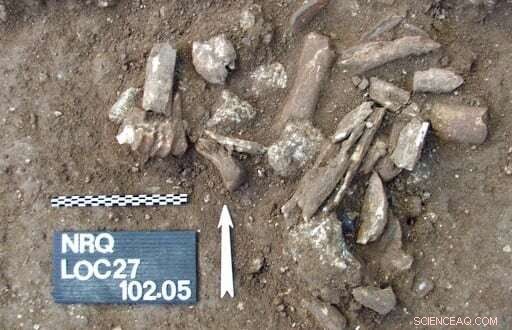 Ancient Bone Etchings May Represent Earliest Known Human Symbolic Expression