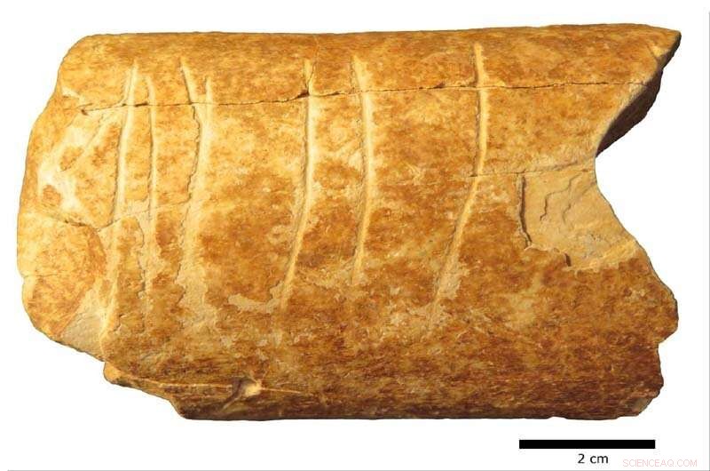 Ancient Bone Etchings May Represent Earliest Known Human Symbolic Expression