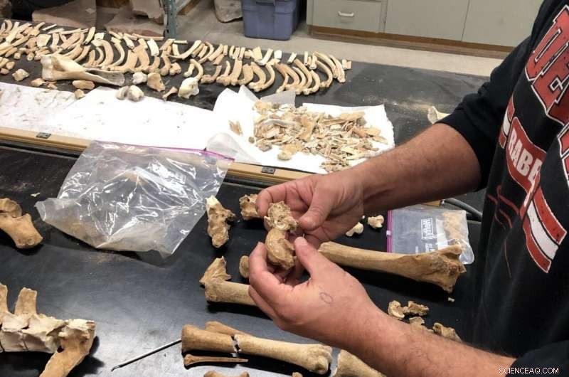 Horse Fossil Study Reveals Native American Horse Rearing Practices