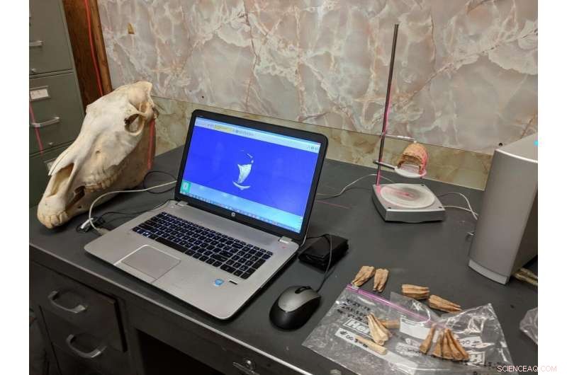 Horse Fossil Study Reveals Native American Horse Rearing Practices