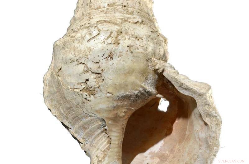 18,000‑Year‑Old Seashell: Earliest Known Man‑Made Wind Instrument