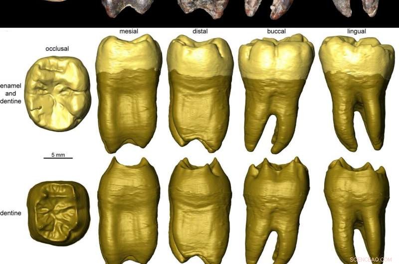 Neanderthals and Homo sapiens Shared Nubian Levallois Technology, Redefining Ancient Tool Use