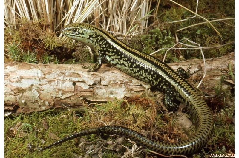 New Australian Fossil Lizard Unveiled: A Key to Reptile Evolution