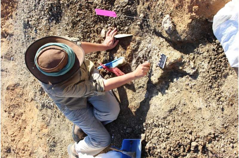 New Australian Fossil Lizard Unveiled: A Key to Reptile Evolution