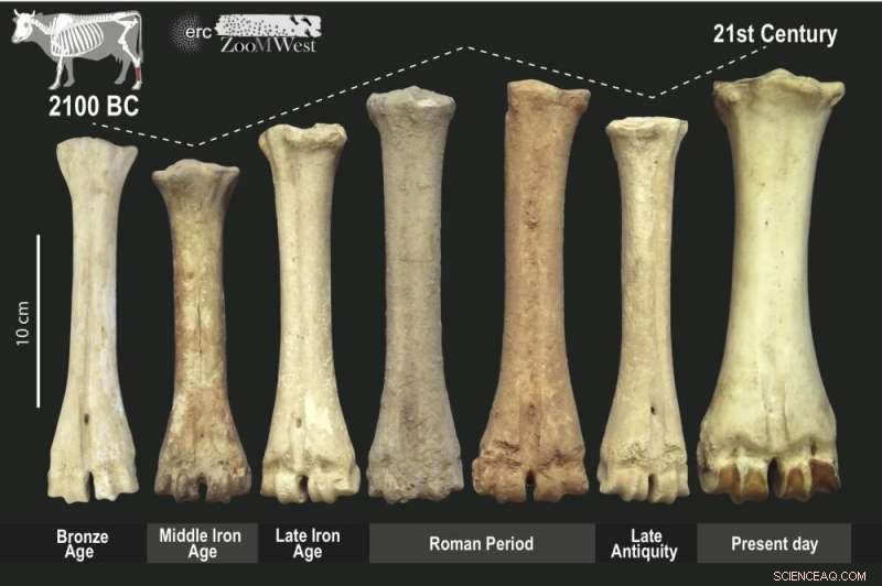 Political Shifts Shaped Livestock Practices in Ancient Europe