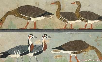 Ancient Egyptian Painting Uncovers Extinct Goose Species