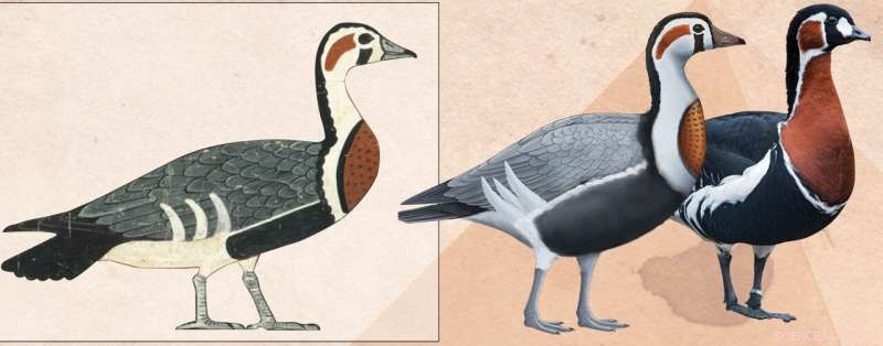 Ancient Egyptian Painting Uncovers Extinct Goose Species