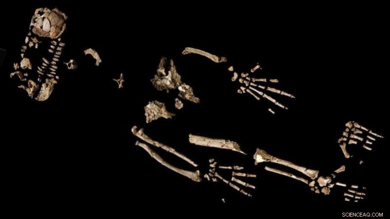 4.4‑Million‑Year‑Old Skeleton Offers Clues to Early Human Bipedalism