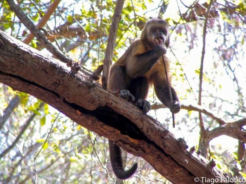 Researchers Decode Wild Capuchin Monkey Behavior Through Tool Wear Marks