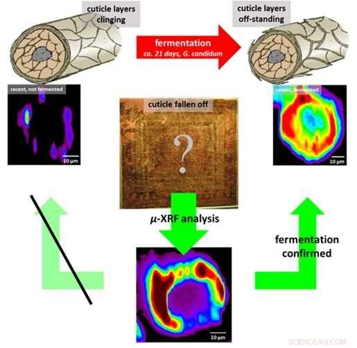 X-ray Microscopy Uncovers Siberian Iron Age Textile Dyers  Mastery