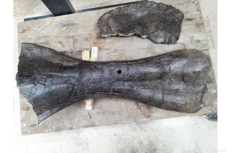 Microscopes Unlock Dinosaur Bone Mysteries