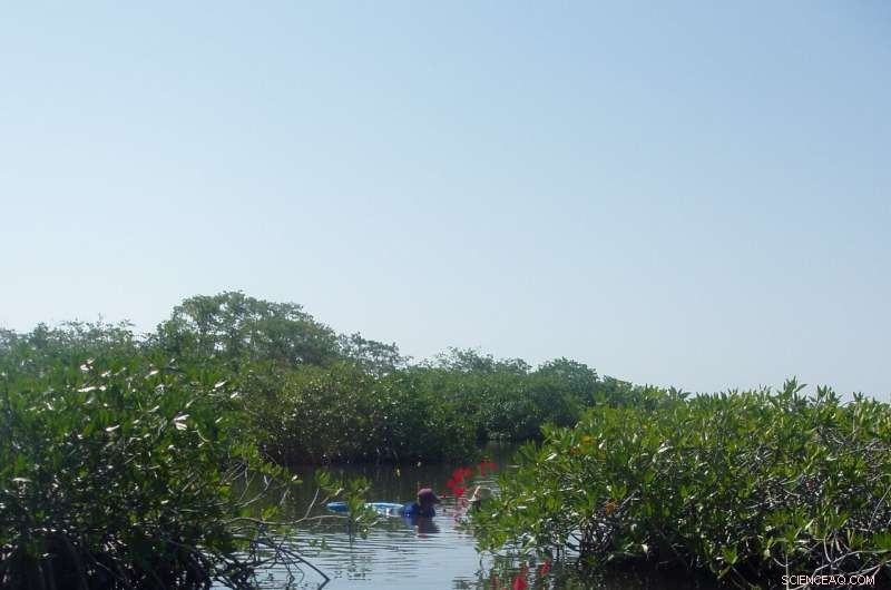 Maya Mural Reveals First Evidence of Salt Trade at Calakmul Marketplace, 2,500 Years Ago