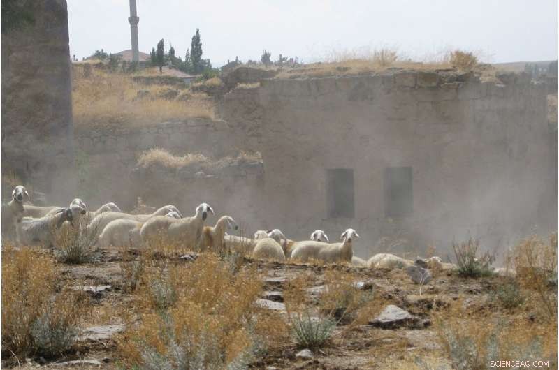 Early Neolithic Shepherds Battled High Juvenile Sheep Mortality, New Study Reveals