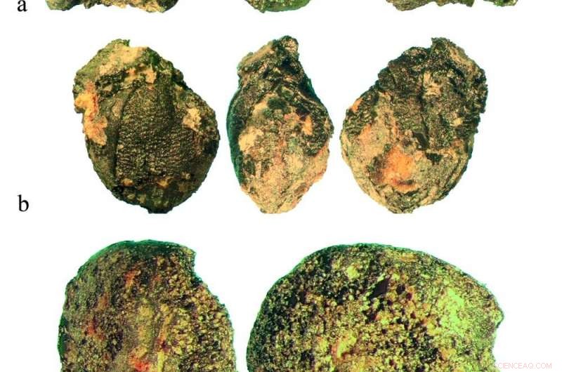 Bronze Age Mining Communities Received Pre‑Processed Food Deliveries, New Study Finds