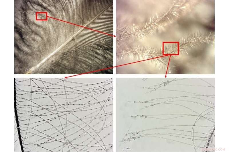 Viking Warriors  Bedding and the Afterlife: A Historical Insight