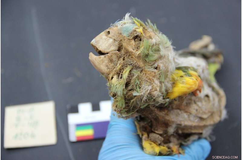 Mummified Parrots Reveal Ancient Trade Networks in the Atacama Desert