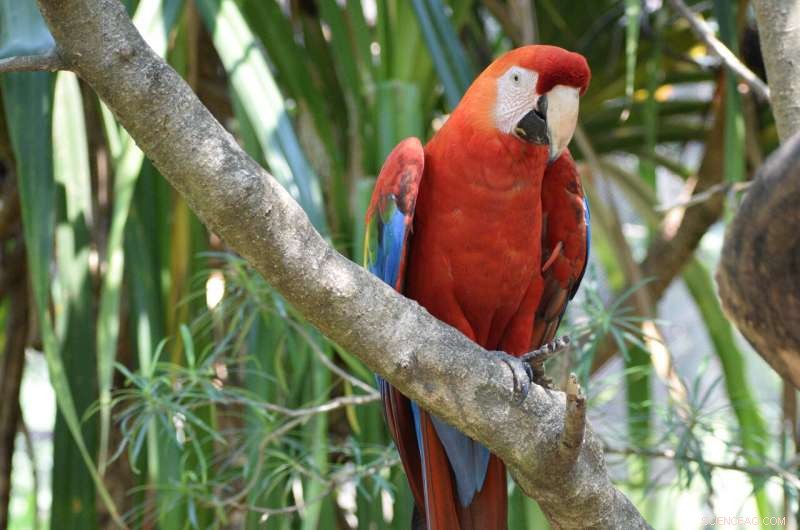 Mummified Parrots Reveal Ancient Trade Networks in the Atacama Desert