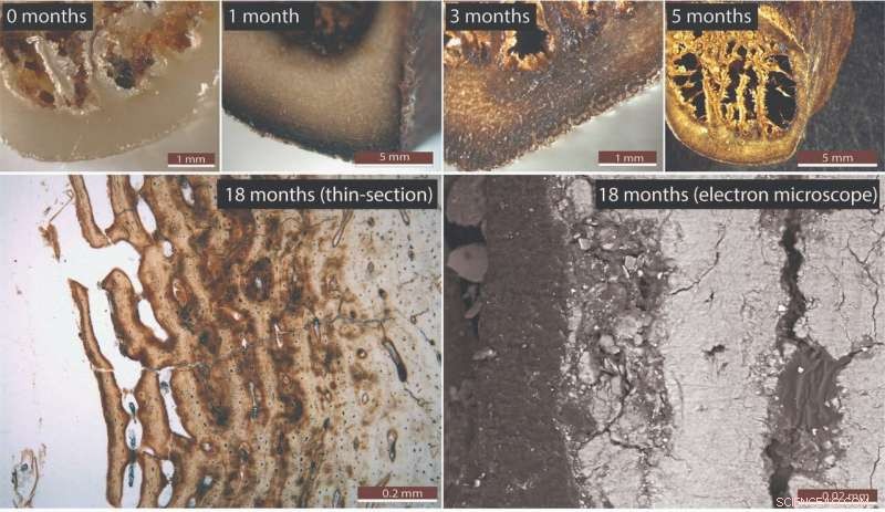 Baked Bat Guano Unlocks Secrets of Ancient Artifacts: Insights from Australian Archaeology