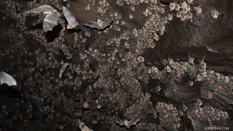 Baked Bat Guano Unlocks Secrets of Ancient Artifacts: Insights from Australian Archaeology