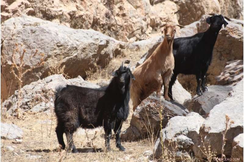 Early Neolithic Sheep Migration into Central Asia s Heartland