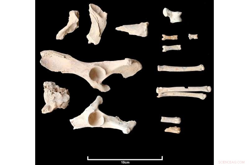 Earliest Evidence of Dog Domestication Found in Arabian Peninsula—A Breakthrough Archaeological Discovery