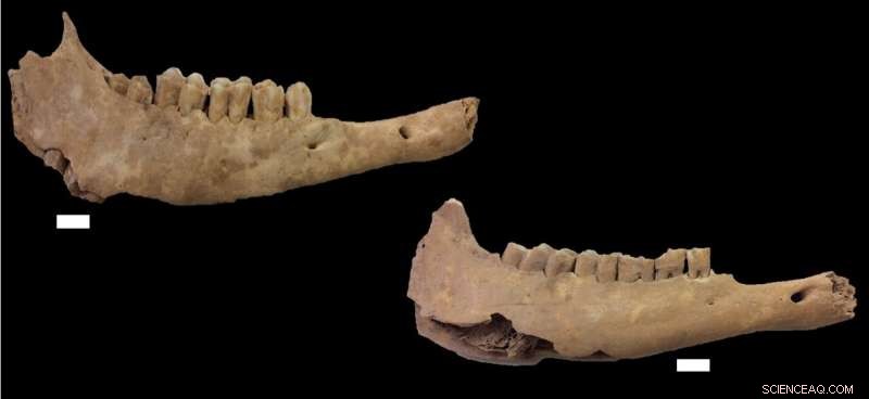 Neolithic Farmers Revolutionized Sheep Reproduction