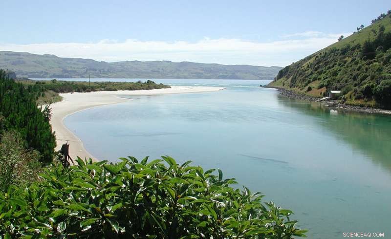 Scientists Uncover 15th-Century Kumara Pits Near Dunedin, Illuminating Māori Heritage
