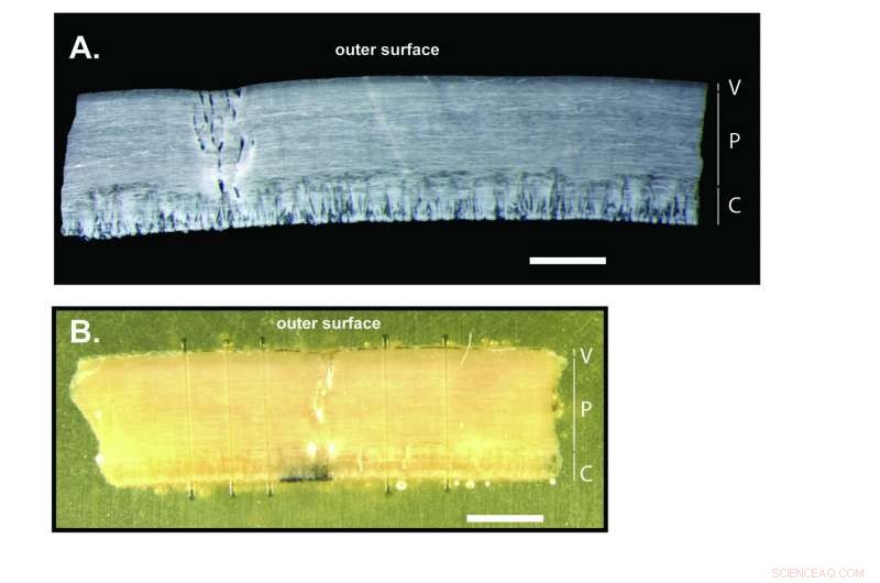 Ostrich Eggshells from Ysterfontein Pinpoint Early Human Activity in Africa