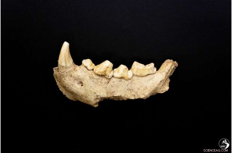 9 Neanderthal Remains Unearthed Near Rome: New Insights into Early Human Life