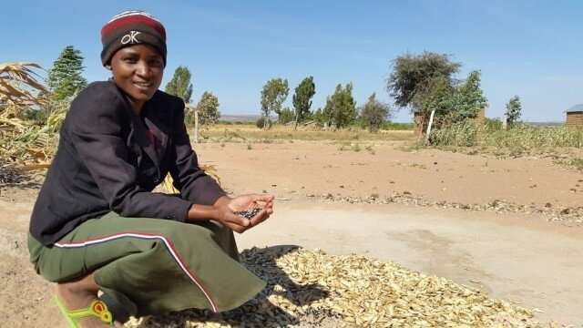 Tanzanian Farmers Enhance Nutrition and Mental Health via Sustainable Practices